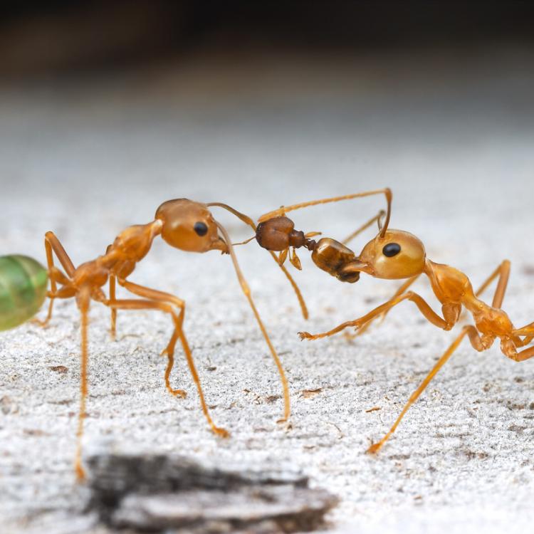 Ants collaborating