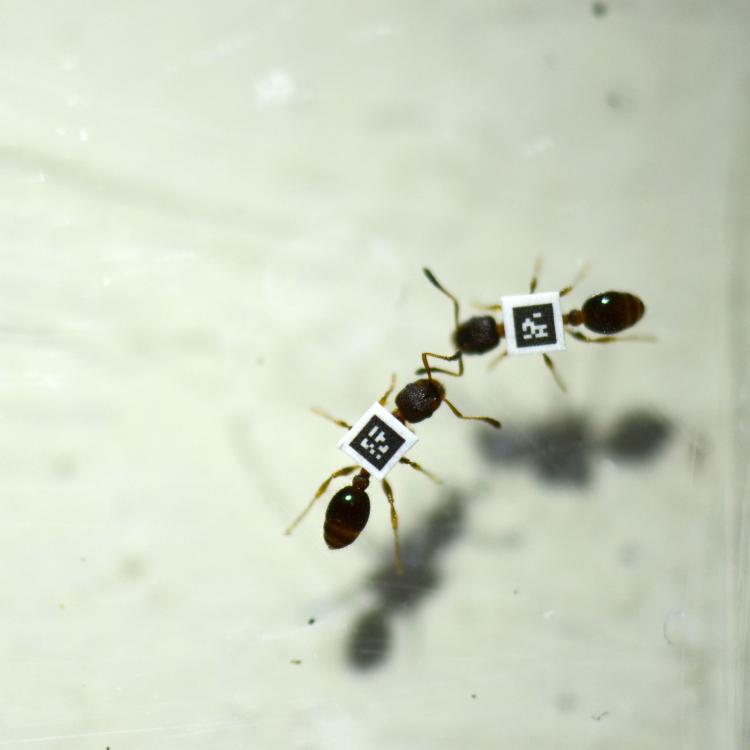 Ants with QR codes