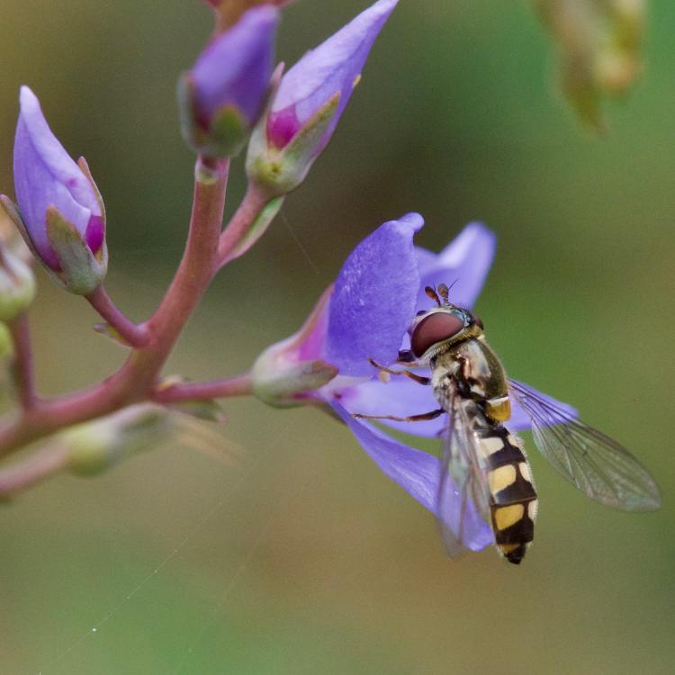 Hoverfly - an excellent pollinator!